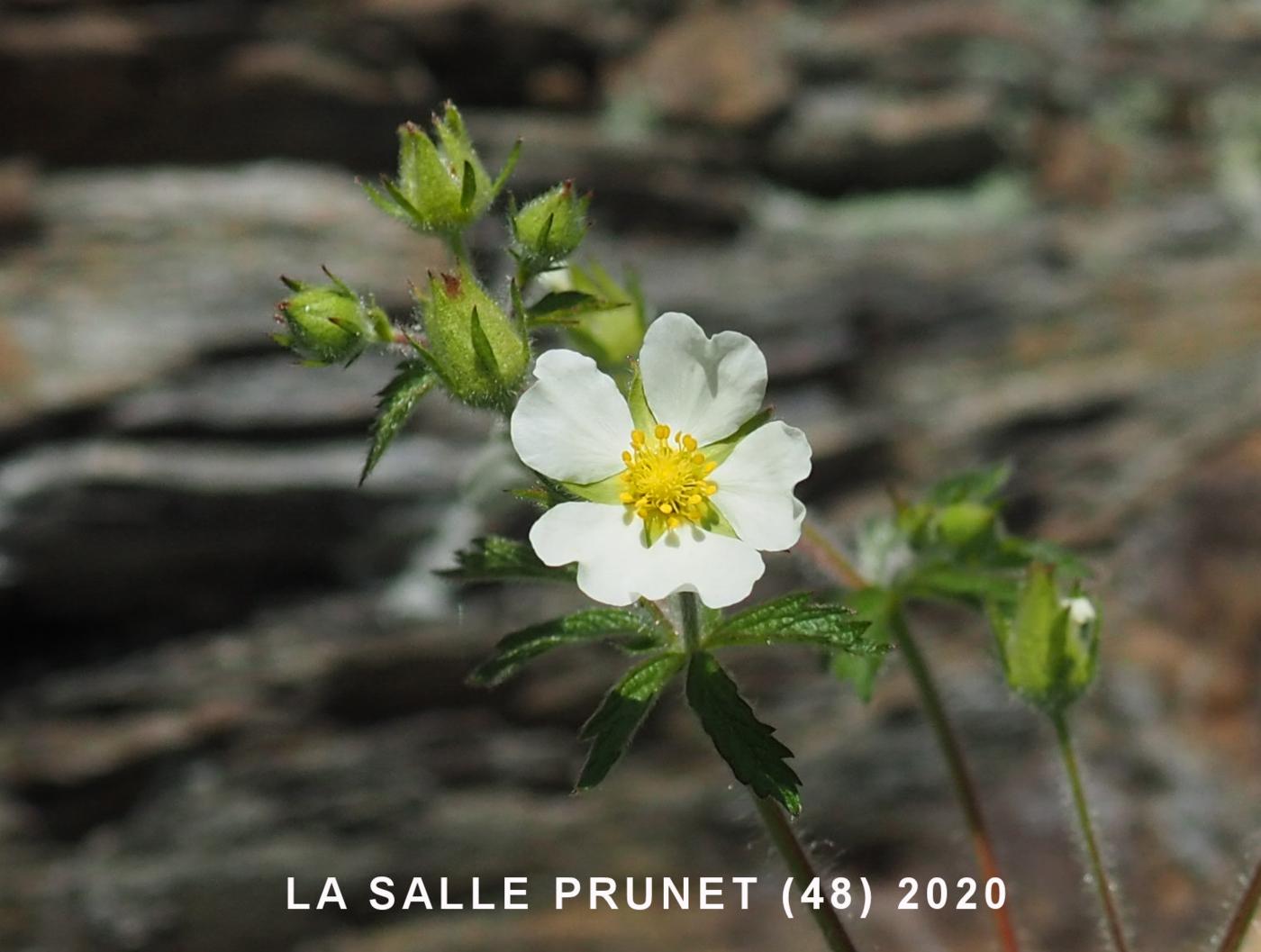 Cinquefoil, Rock flower